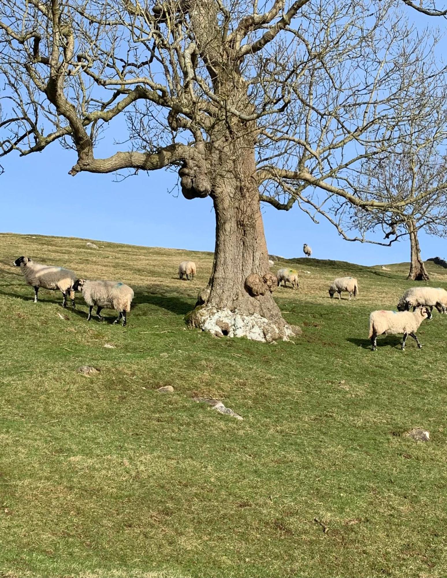 Westside Cottage, Newby, Clapham, Yorkshire Dales National Park, Famous Three Peaks, Near The Lake District, Pets Are Welcome Newby  Exterior foto